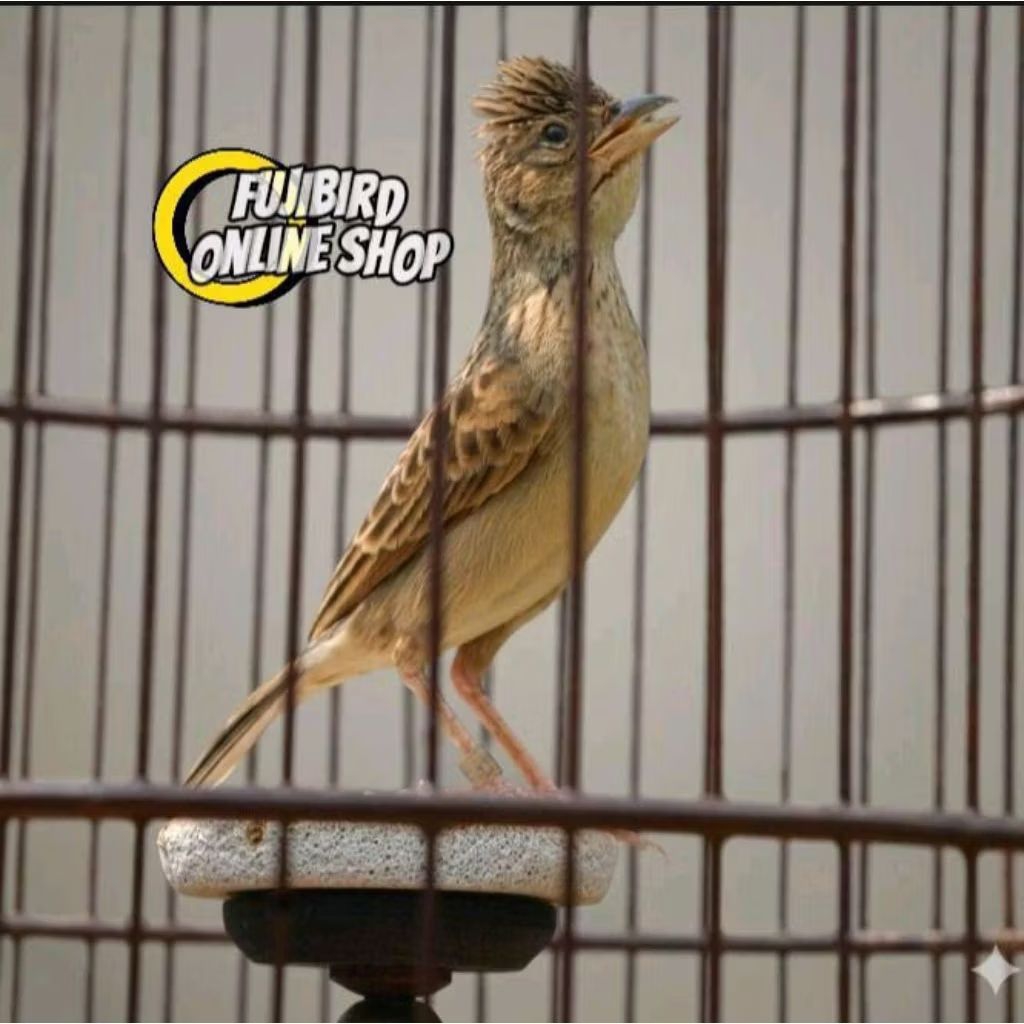 BURUNG BRANJANGAN PARVA JADi GACOR PILIHAN