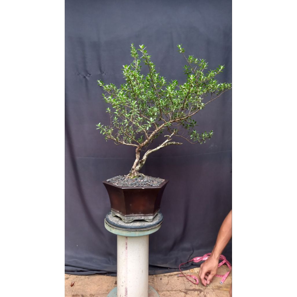 BONSAI POHON SANTIGI KARANG
