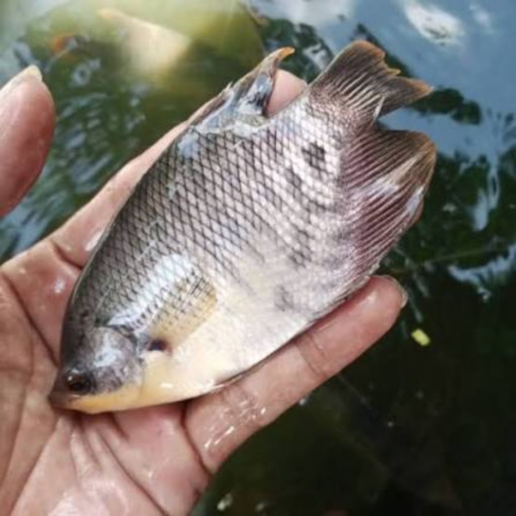 bibit gurame padang/merah(harga eceran)pengiriman instan cod