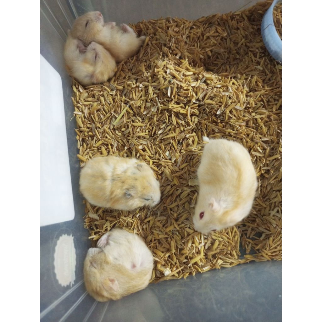 Hamster Winter White Golden