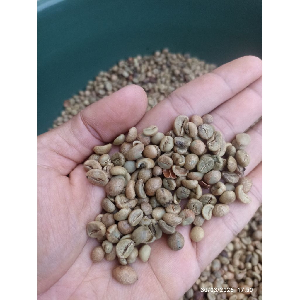 biji kopi mentah / greenbean robusta Lampung murah