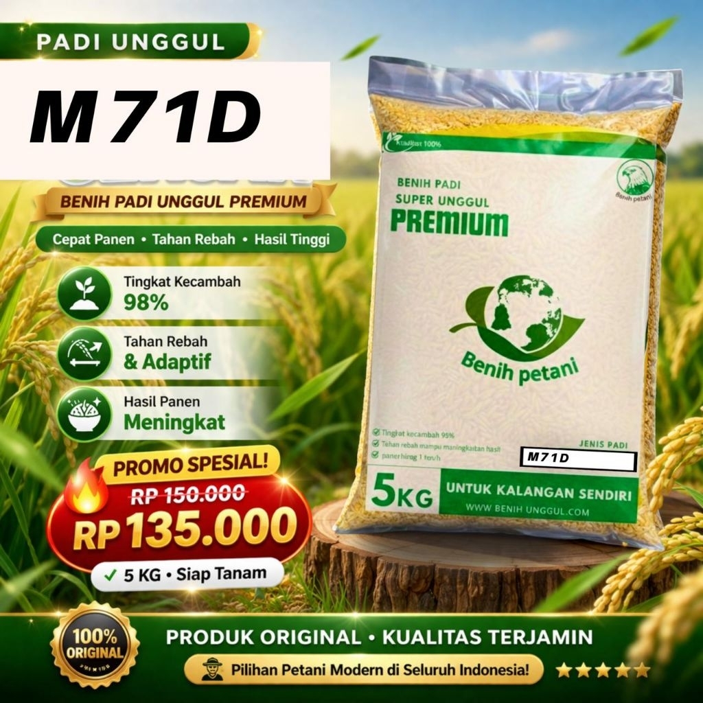 Benih padi unggul M70D (  Benih padi m70D umur 60 hari )