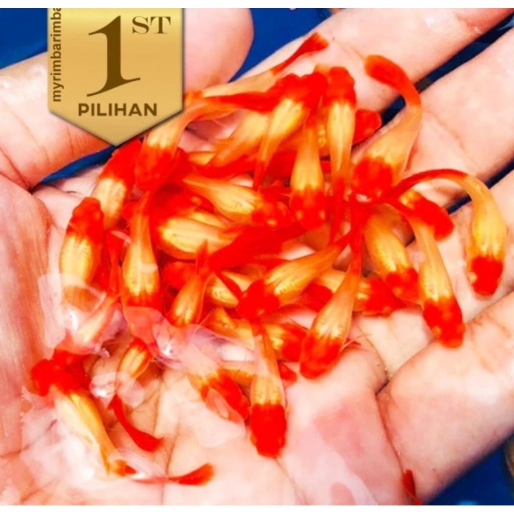 Ikan guppy Afr albino full red ( 2betina + 1 jantan)