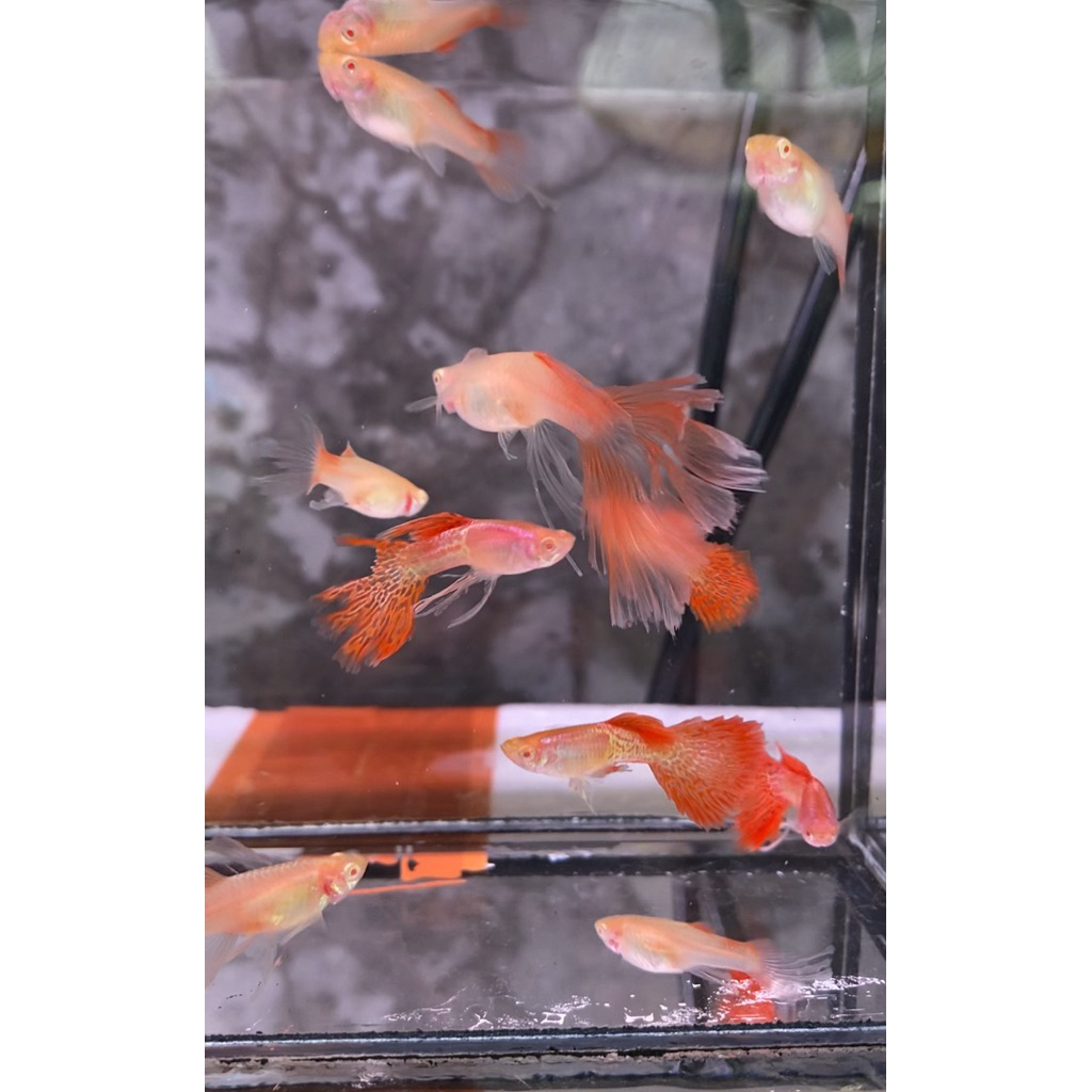 ALBINO METAL RED LACE SNAKE SKIN SWALAW RIBBON