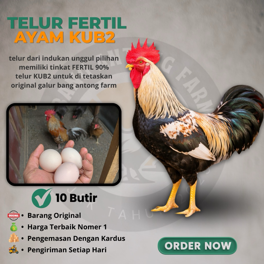 TELUR TETAS AYAM KUB2 95% ORIGINAL