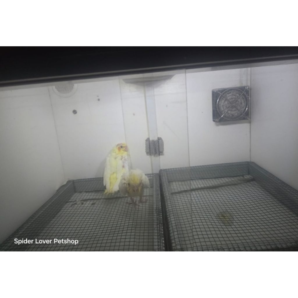 Lutino Falk / parkit australia / cockatiel