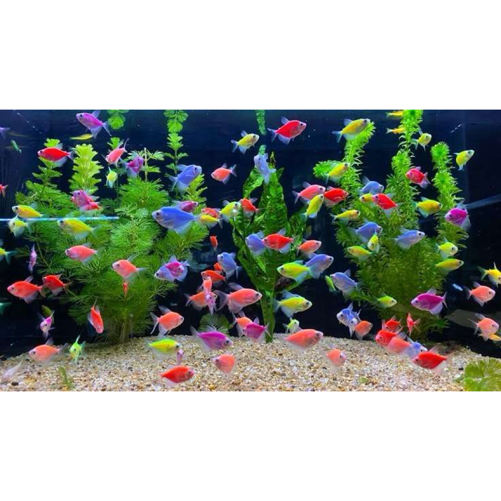 Ikan Hias Tetra Glowfish Warna-Warni 1ekor  - Akuarium Menawan