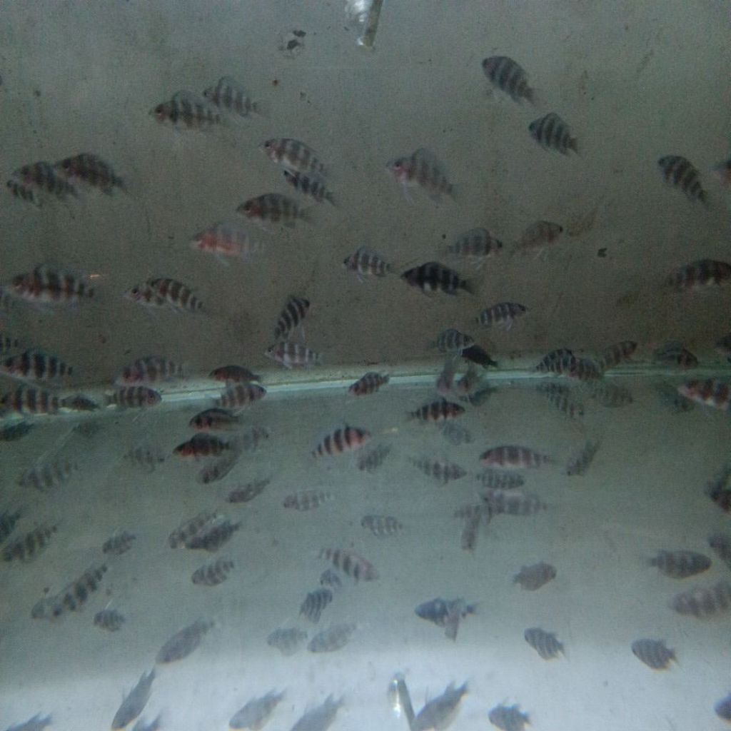 Frontosa Burundi / frontosa burundi