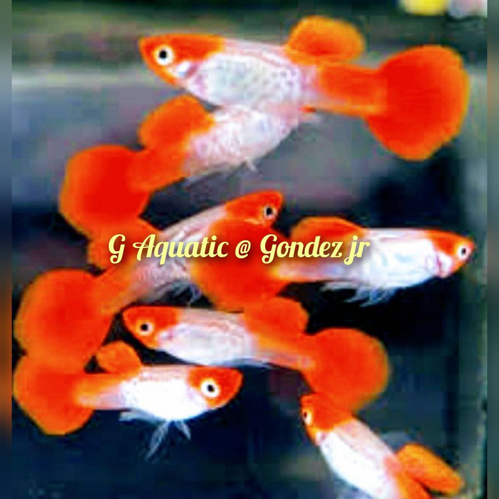 ikan guppy koi albino