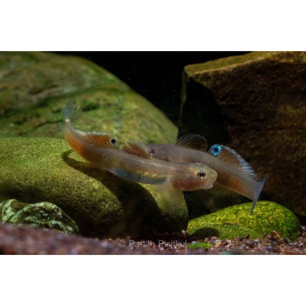 Lentipes Ikeae / Blue belly Goby / Red papua Goby