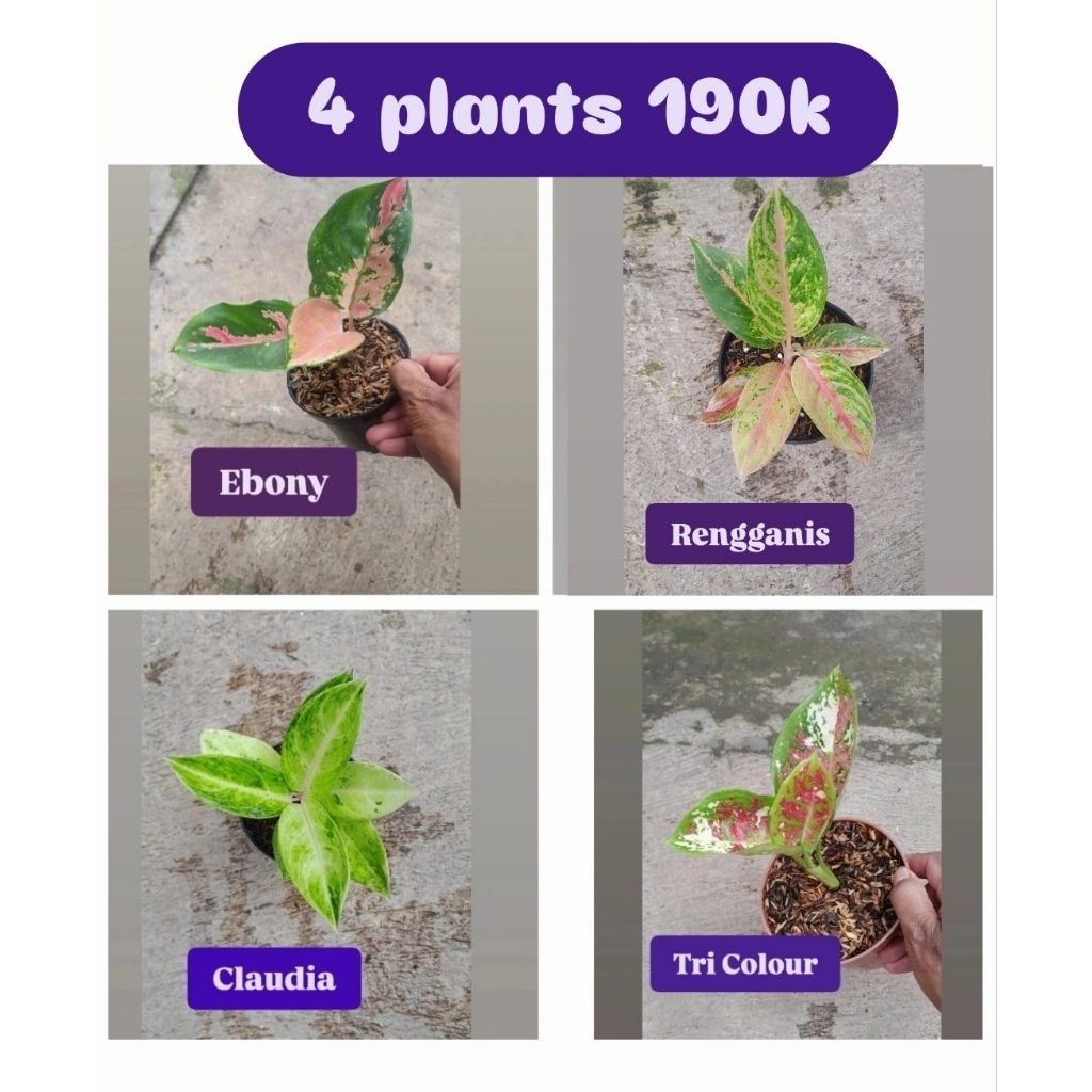 Paket 4 Aglonema 190K = Kocin Ebony, Rengganis, Claudia, Tri colour