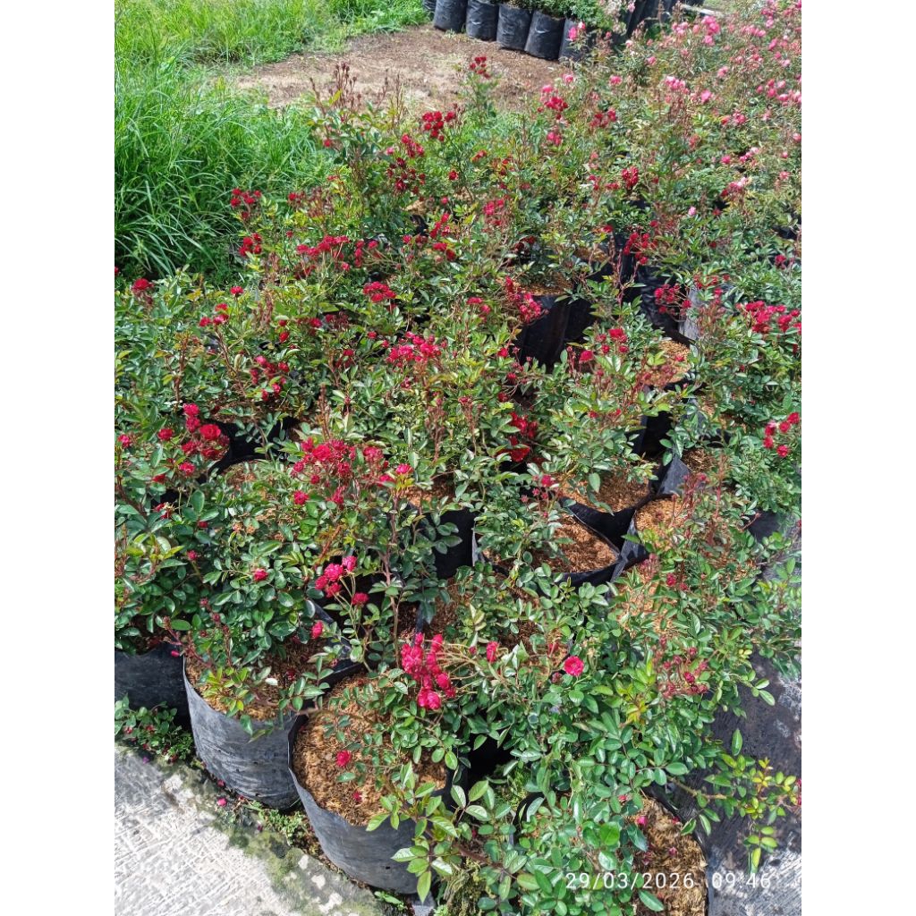 mawar baby merah hati