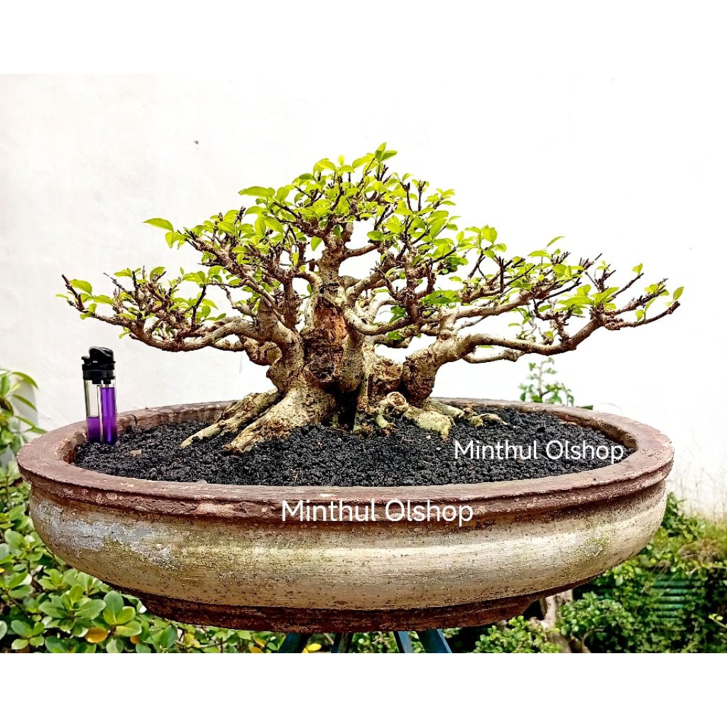 Bonsai anting putri jadi the max enak dipandang siap kontes sesuai foto