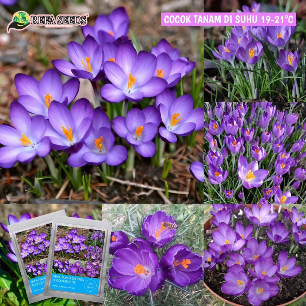 100 Biji Benih Bunga Saffron Crocus Eksotis | Kemasan Original | Bibit Saffron | Fresh Seed