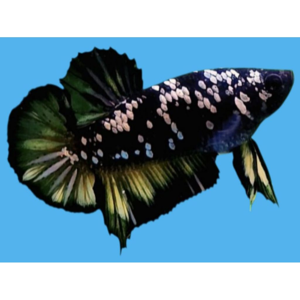 CUPANG AVATAR GOLD TOP GRADE A+