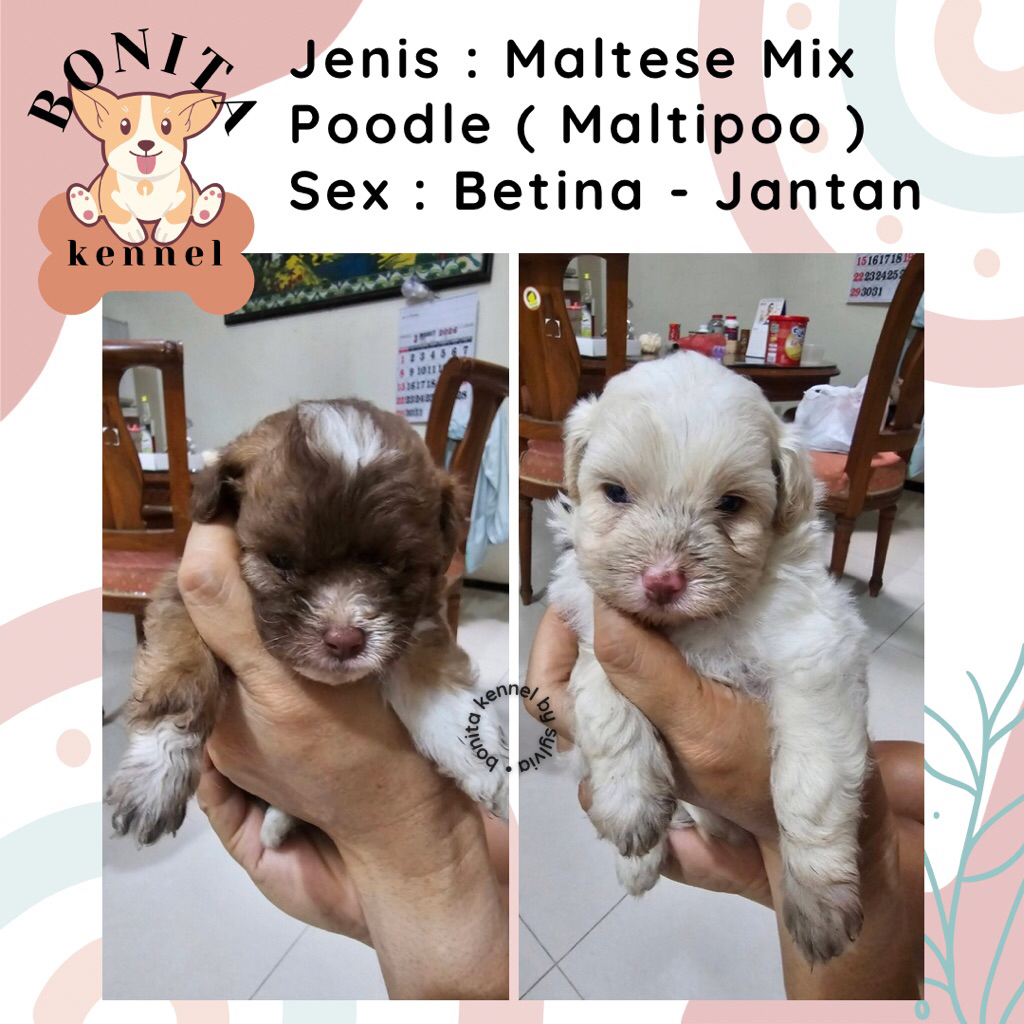 Maltipoo Poodle Mix Maltese Anak Anjing Maltipoo Jantan Betina