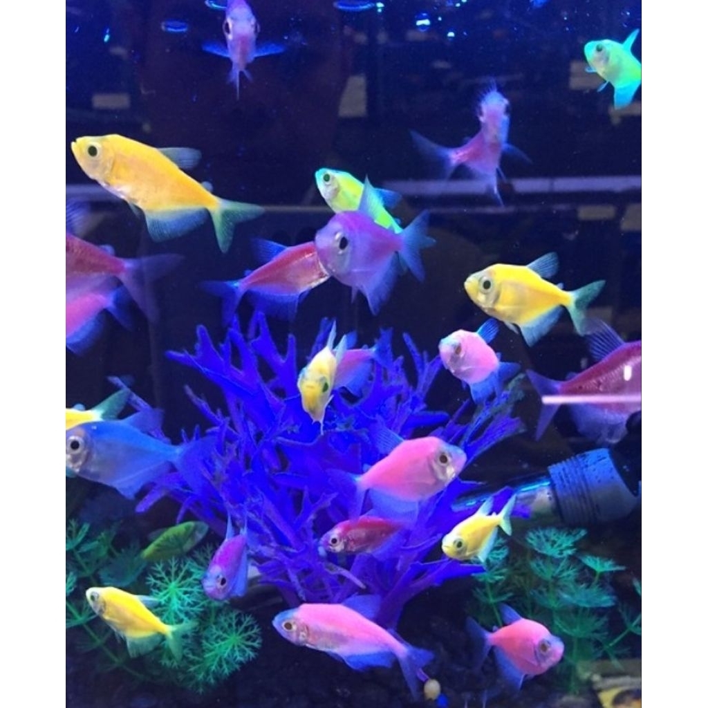 glow fish