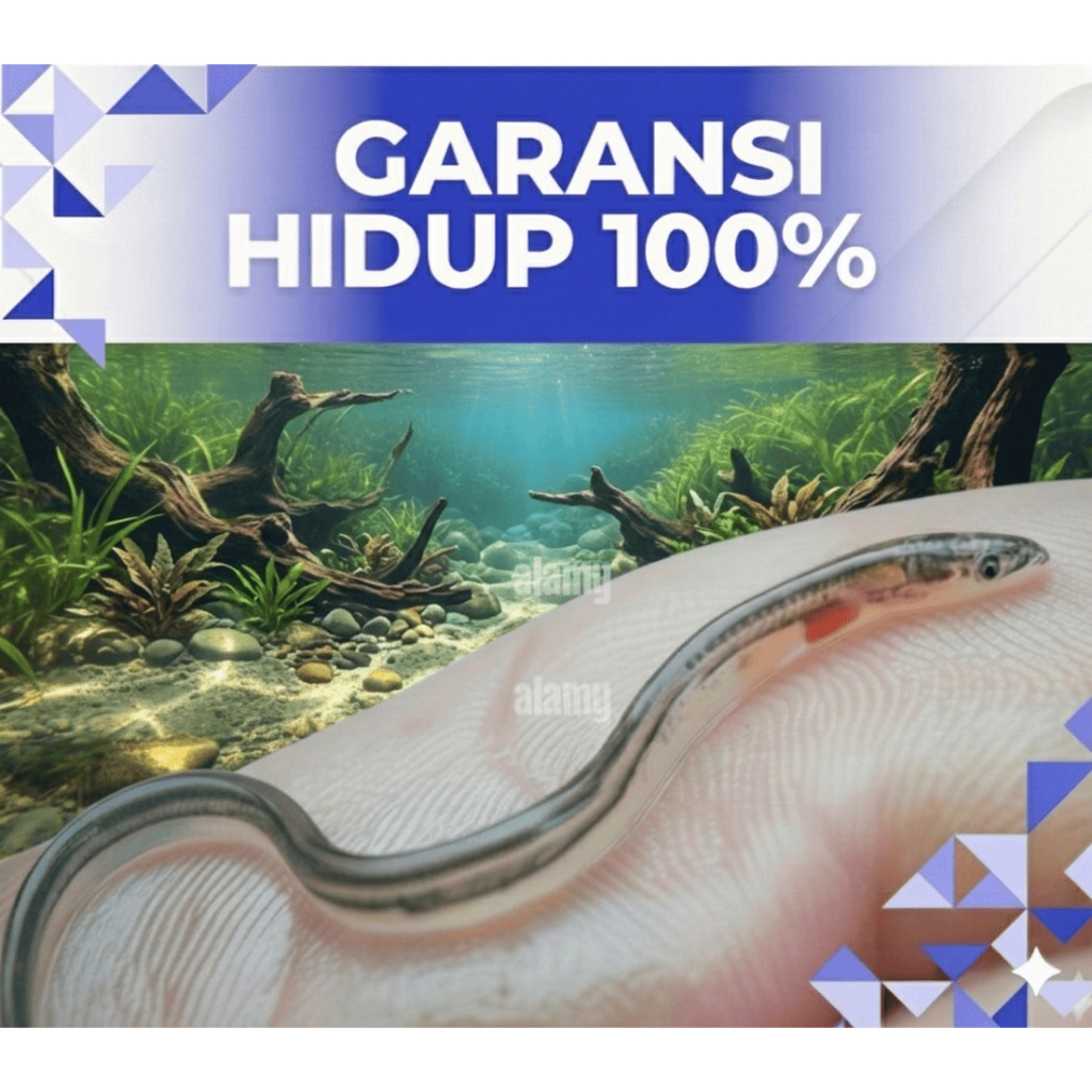Bibit ikan sidat grade A hidup - Benih ikan sidat berkualitas garansi 100%
