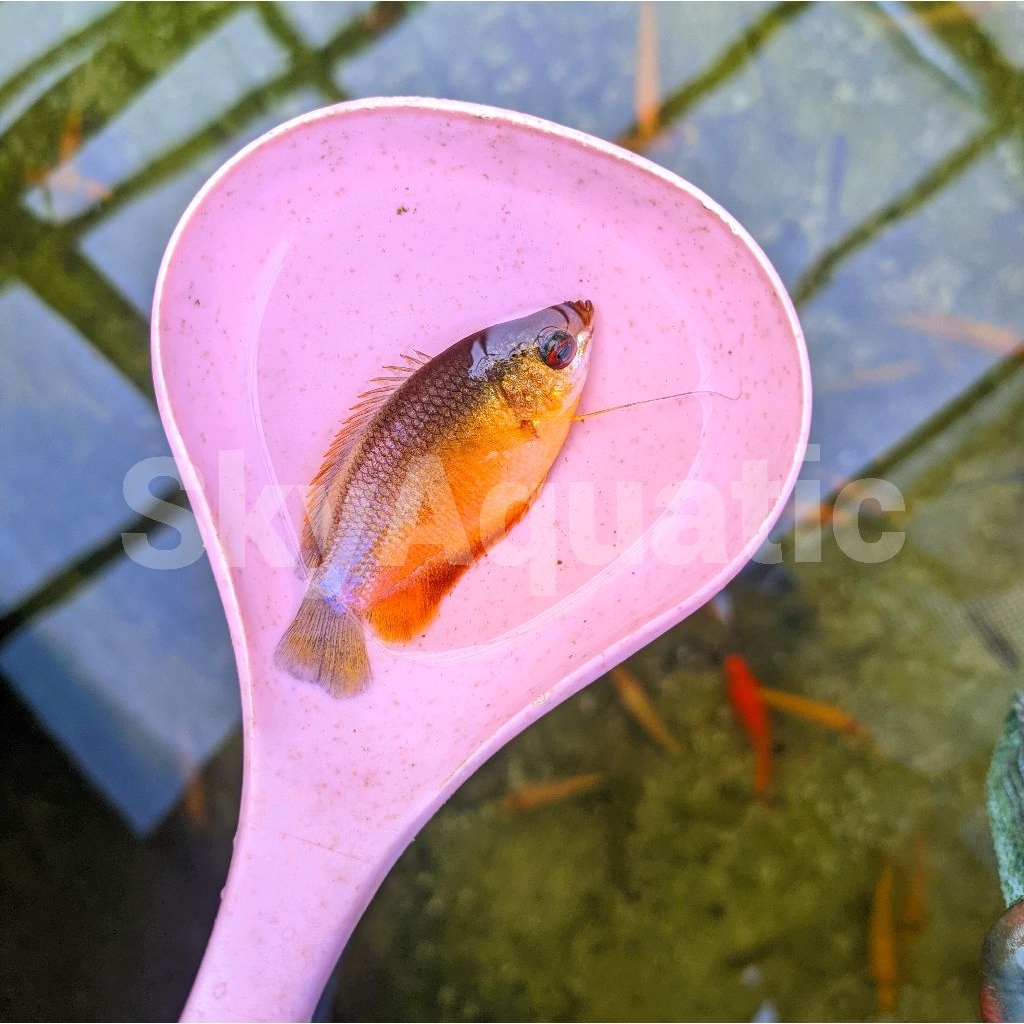 hiasan aquarium ikan hias sepat madu aquascape