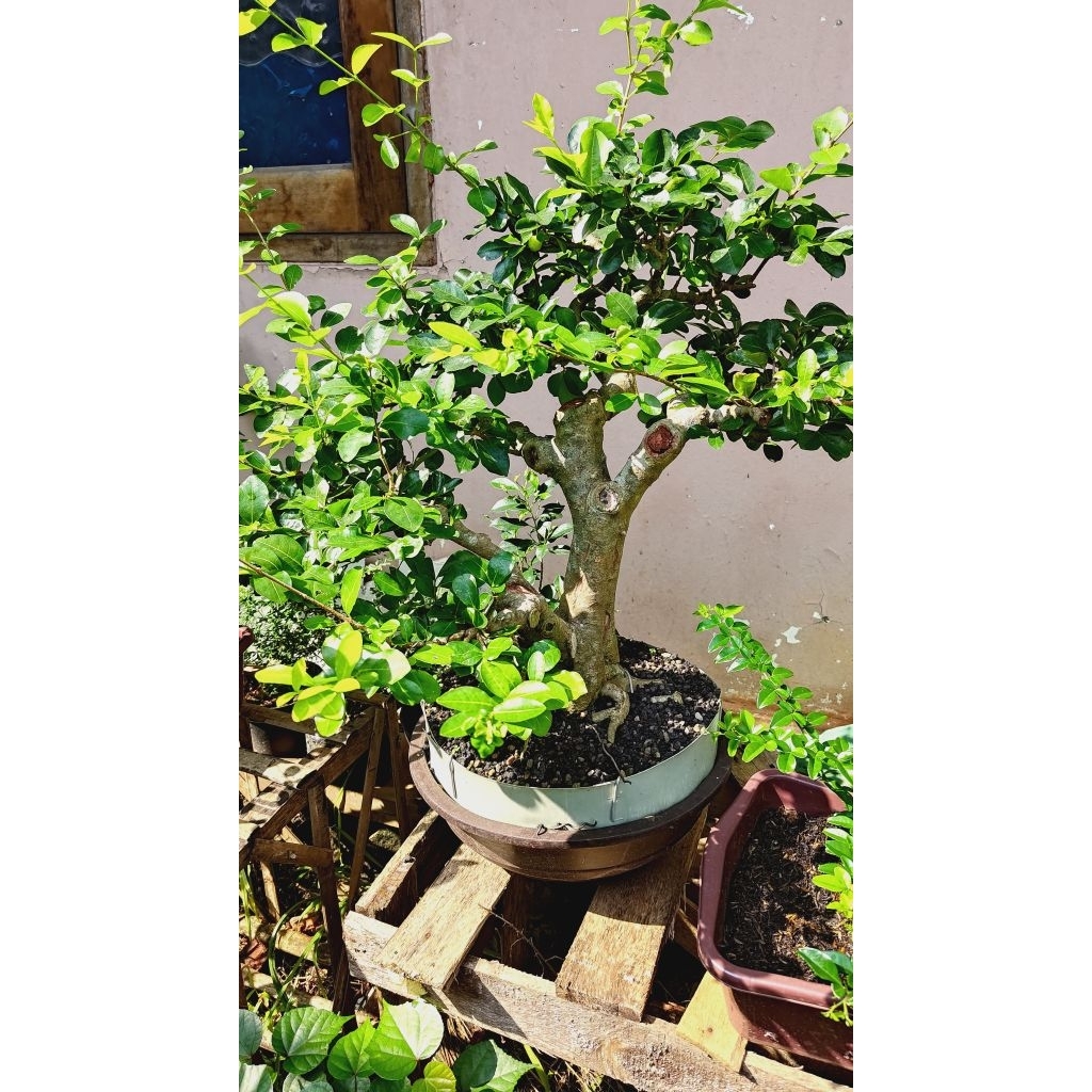 Bonsai Sianci berbuah sesuai foto