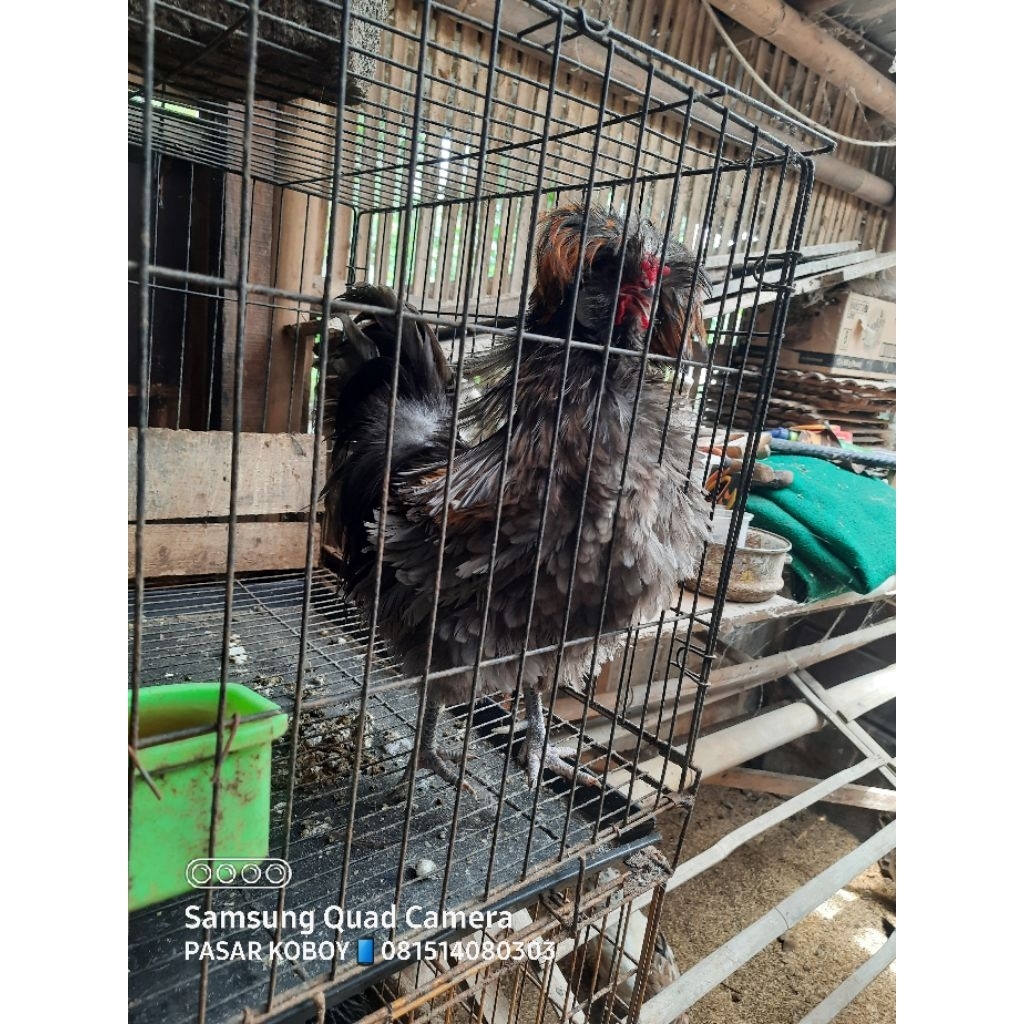 poland frizle ayam hias polan walik