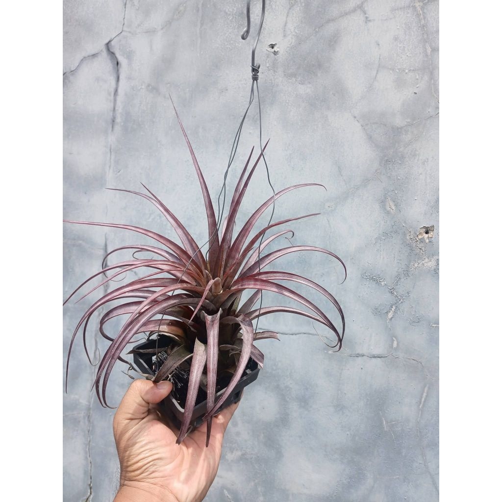Tillandsia Love Knot