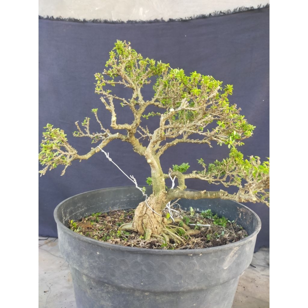Bonsai Jadi siap pajanh Saeng Simbur super micro thailand