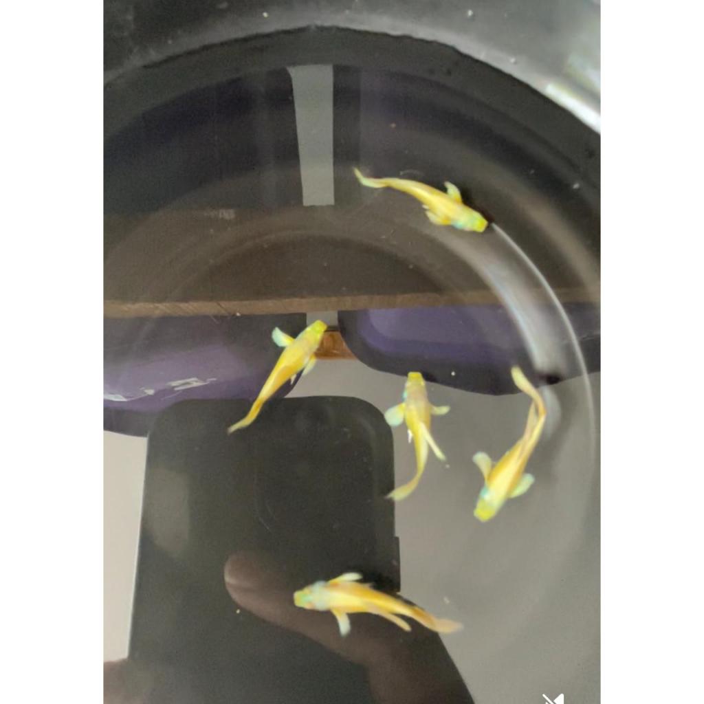 Ikan guppy full gold vietnam