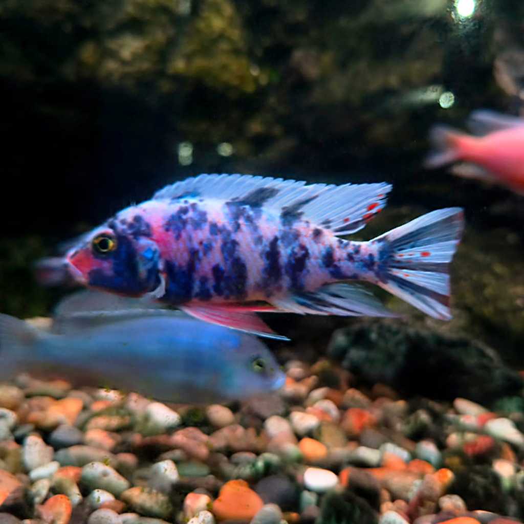 cichlid fryeri OB