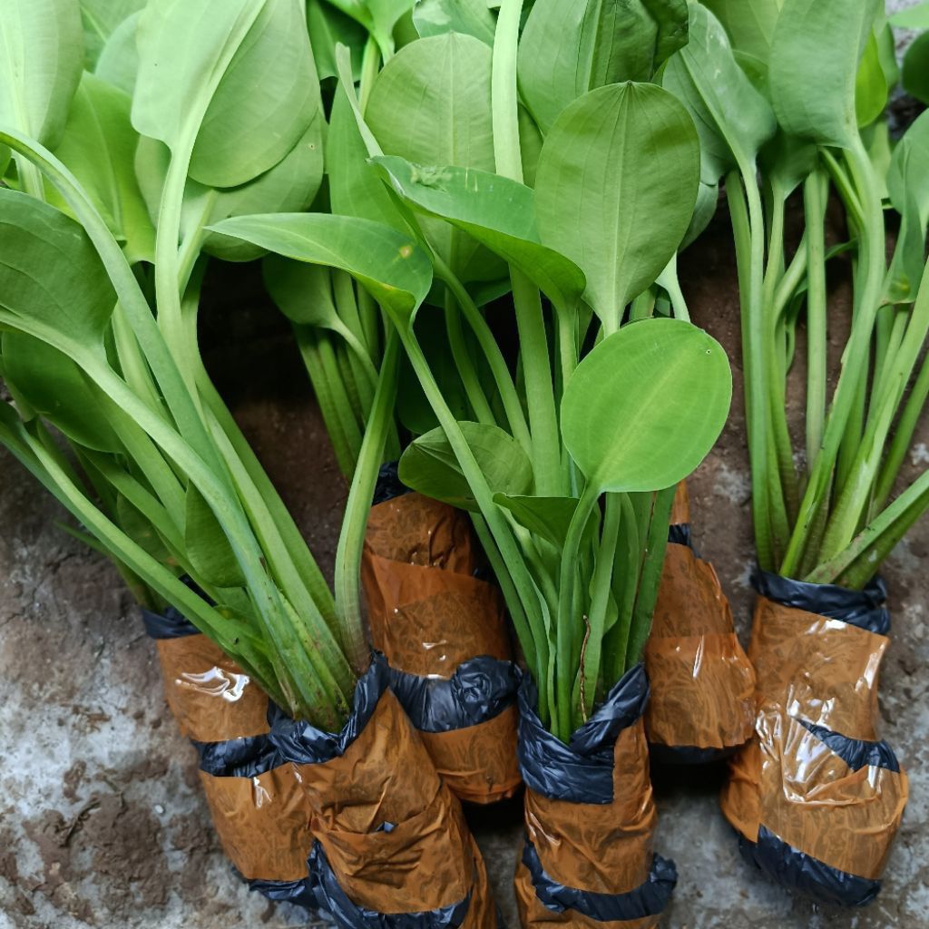bibit genjer, sayur genjer. siap tanam