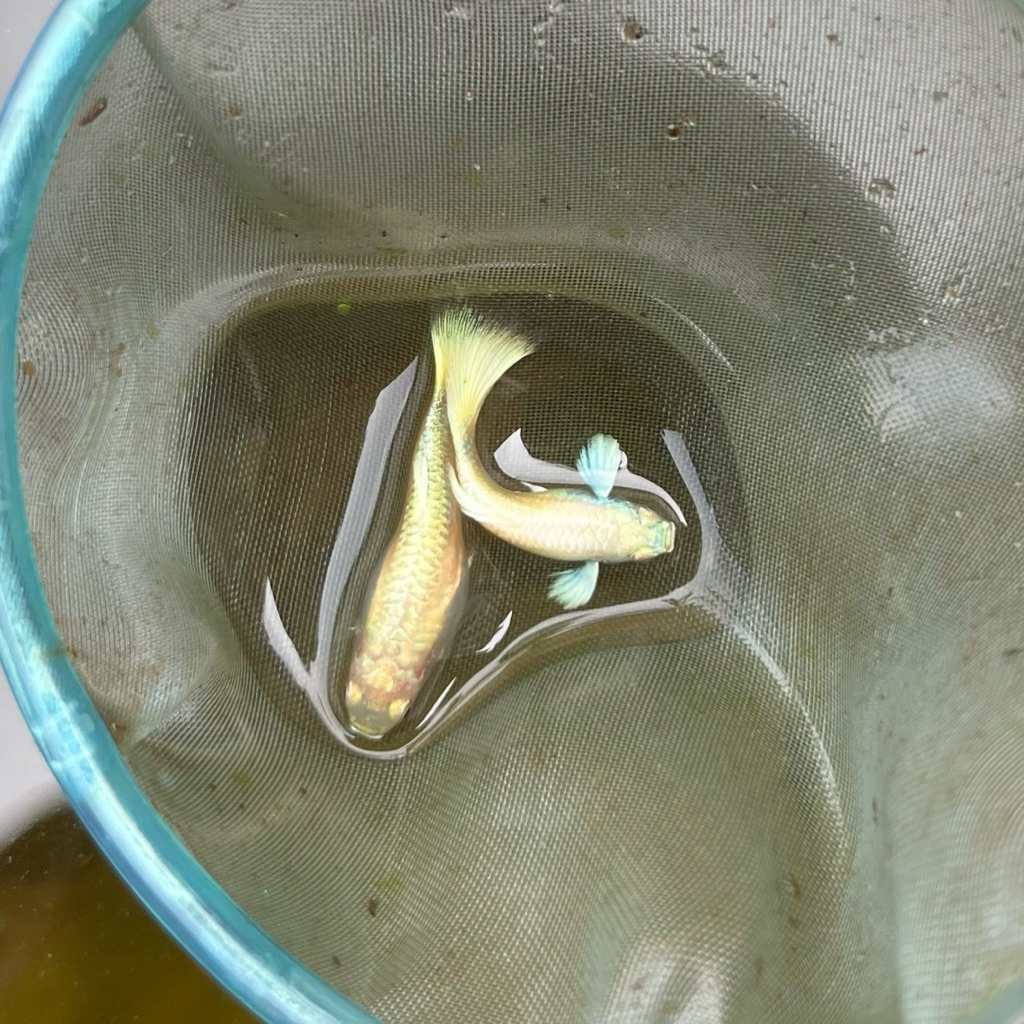 IKAN GUPPY FULL GOLD 1 PASANG