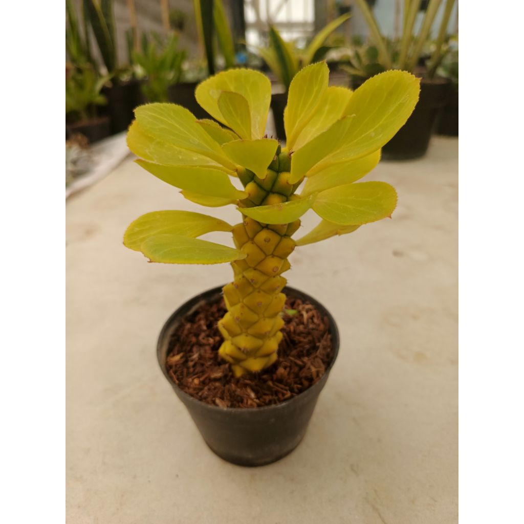 Eforbia Mona Adenium Varigata kuning