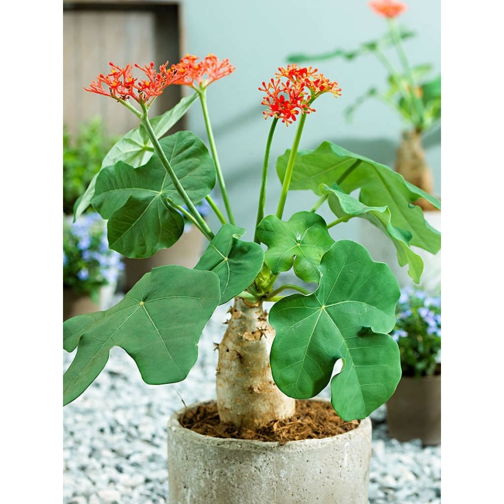 Tanaman Buddha Belly / Jatropha podagrica (Jarak Bali)