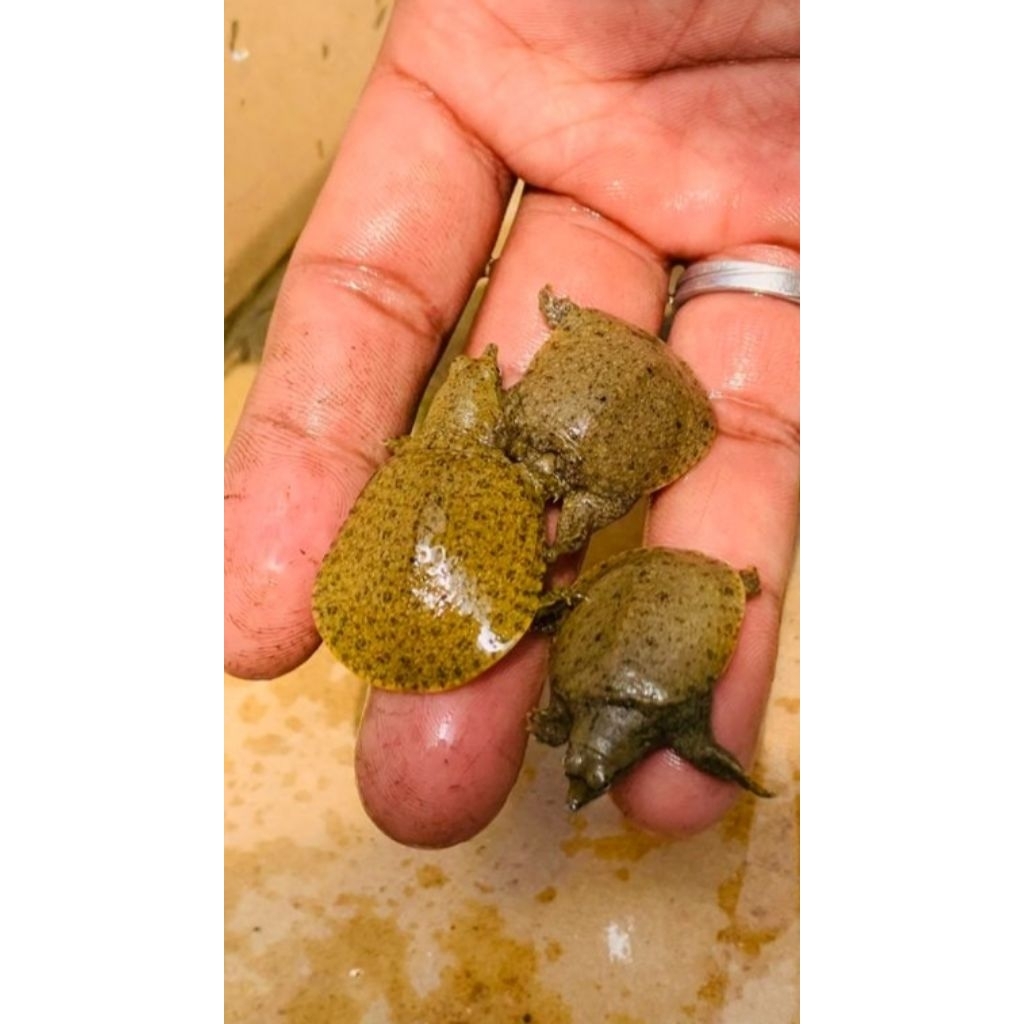 HIASAN AQUARIUM LABI-LABI | BULUS 3-4CM 