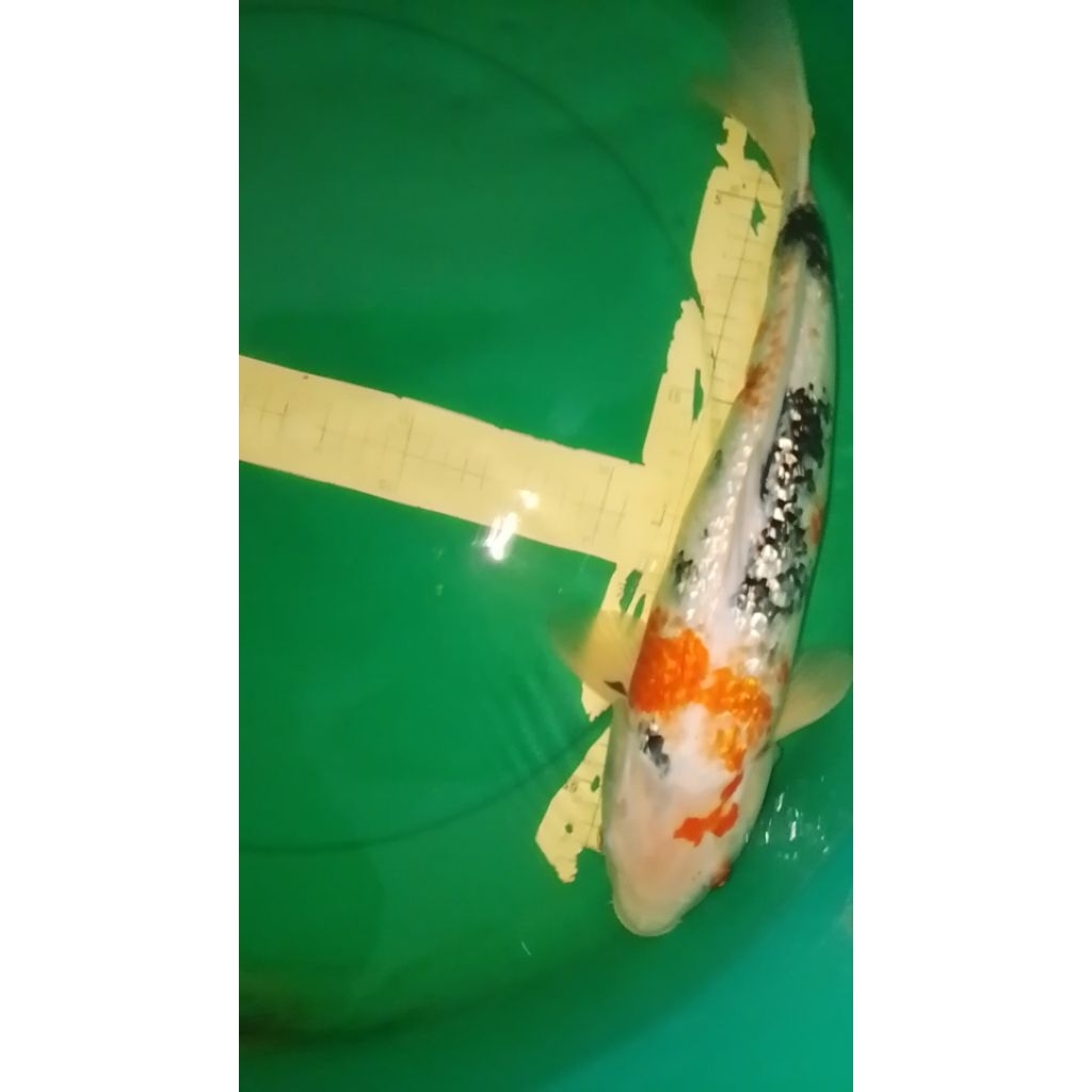 Ikan koi jenis Showa Ginrin 43cm male