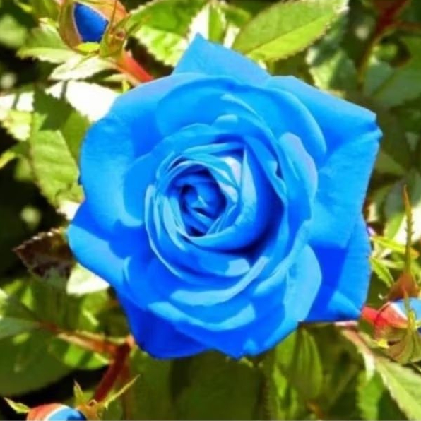 Tanaman hias mawar biru/tanaman hidup bunga mawar blue