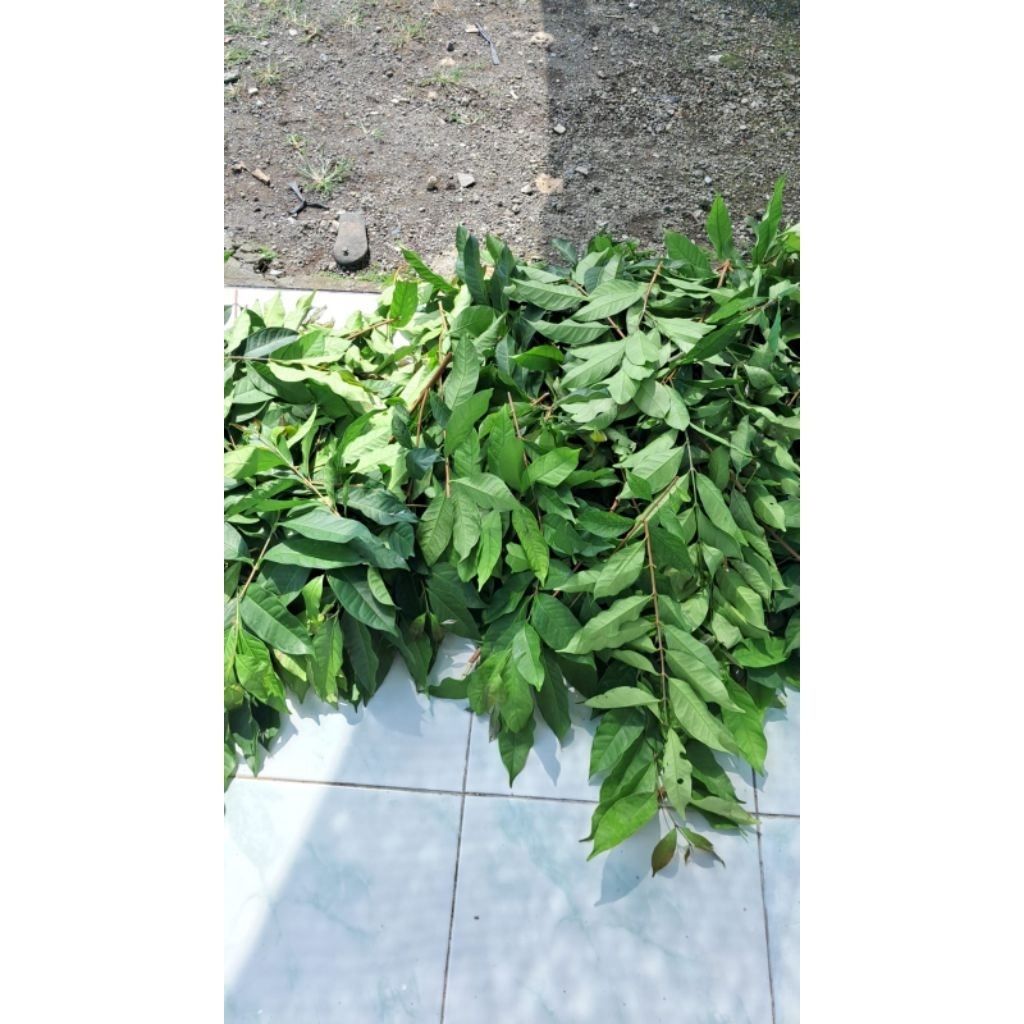 daun salam kering