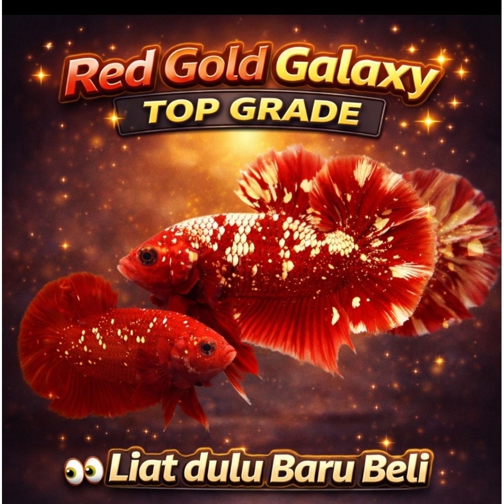 Cupang Jantan RGG RED GOLD GALAXY Top Grade