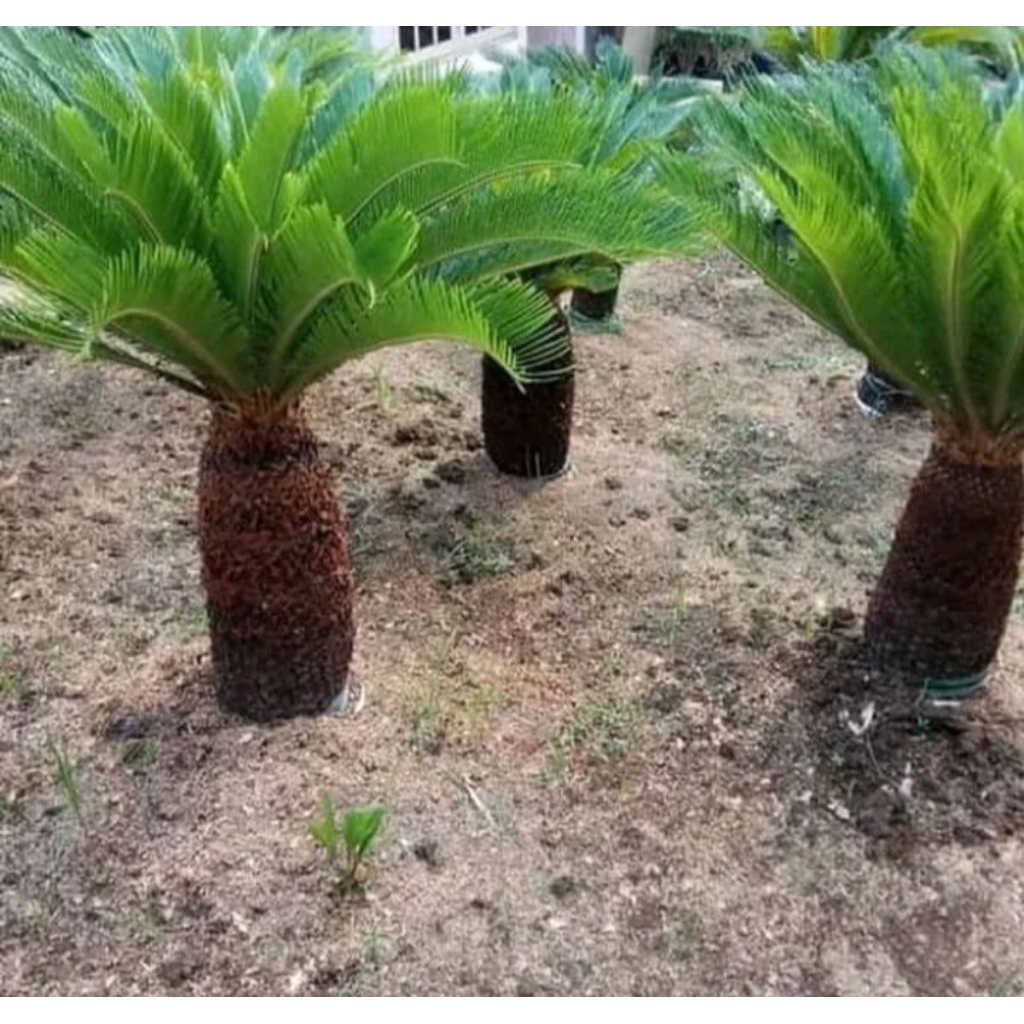 Tanaman hias sikas jambe 1 meter