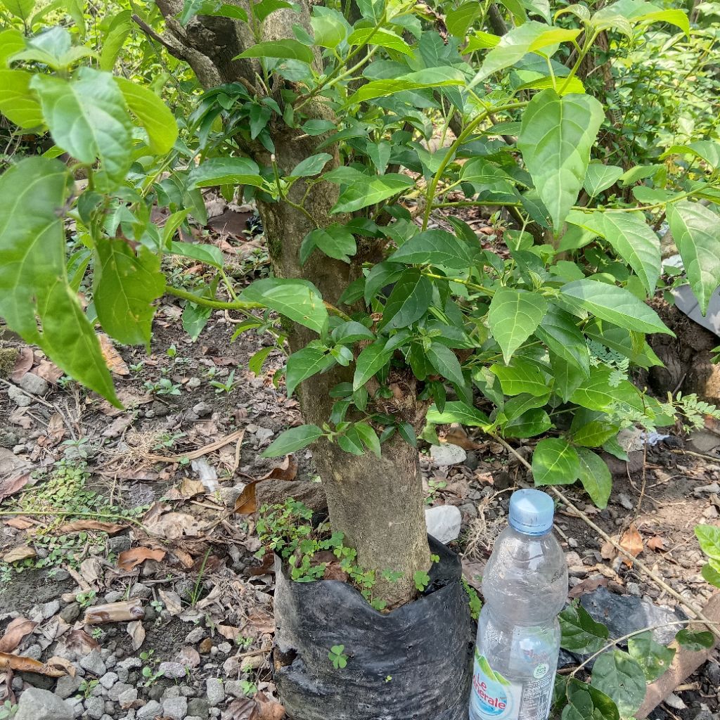 BAHAN BONSAI JUMBO WAHONG LURUS 80CM BUAT TAMAN