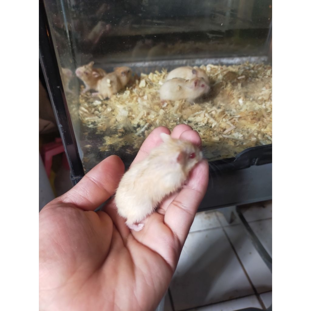 hamster winter golden