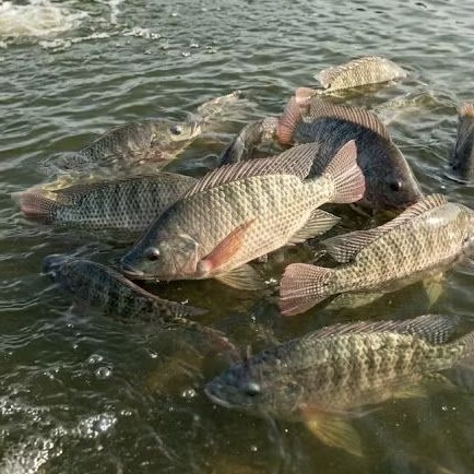 Ikan Nila Segar / Hidup