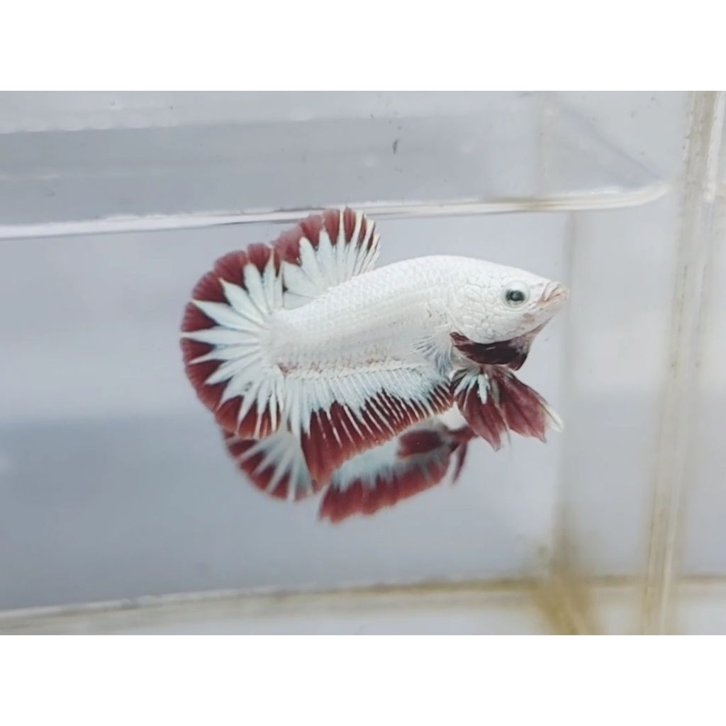 betta red dragon snow white