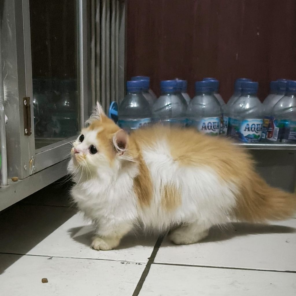 Kucing Munchkin Peaknose Kinkalow Kaki Pendek Persia Anggora British BSH