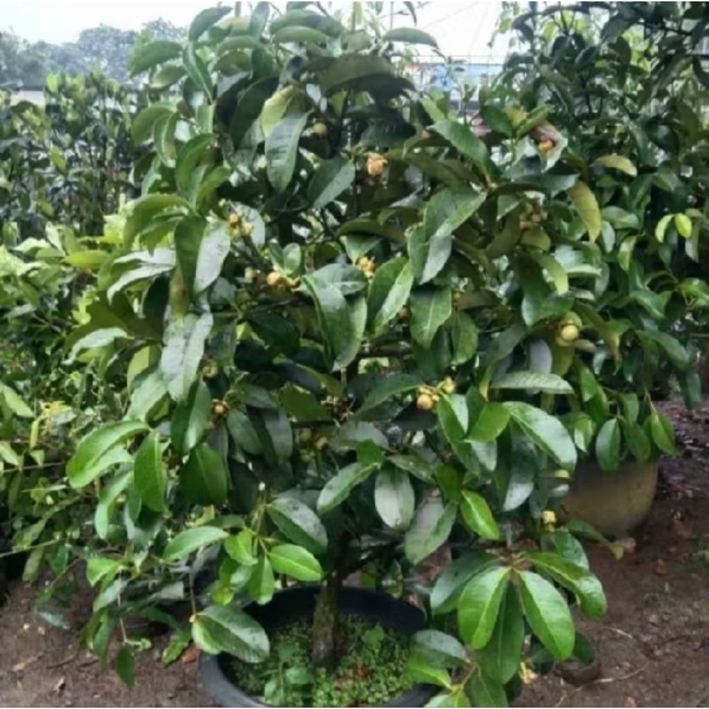 TANAMAN HIAS POHON MANGGIS TINGGI 2 METER TERMURAH