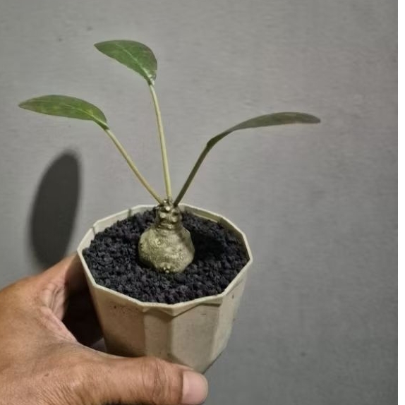 Dorstenia Foetida