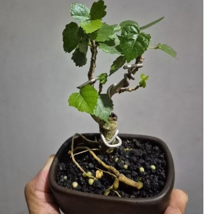 Bonsai Shito Waru Bogel + Pot Keramik