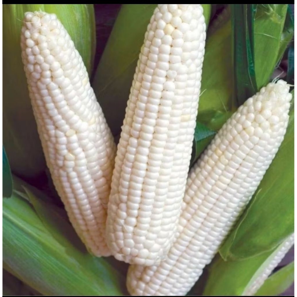 BIBIT JAGUNG PUTIH / JAGUNG KETAN 1KG