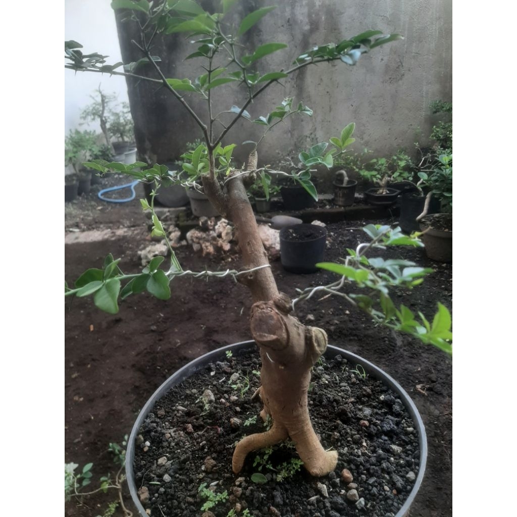 Bonsai Bahan Jeruk Kinkit Sesuai Foto