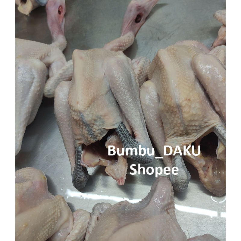 Ayam Kampung Liar Jumbo | Ayam Kampung Ternak Jumbo